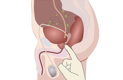 mandlig prostata anatomi